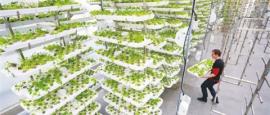 在城市裡種菜　新加坡蓋垂直農場(vertical farming)